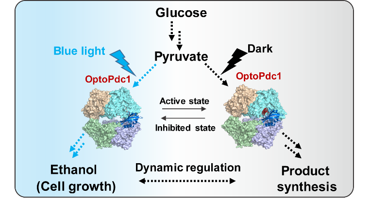 天津工生所开发新型光控酿酒酵母代谢通量动态调控系统
