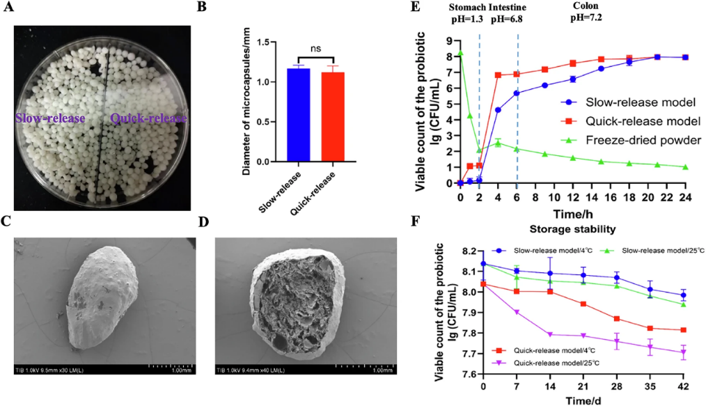 天津工生所在合成生物学驱动的肠道益生菌微胶囊递送系统开发研究方面取得新进展